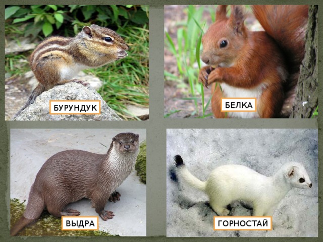 БЕЛКА БУРУНДУК ВЫДРА ГОРНОСТАЙ