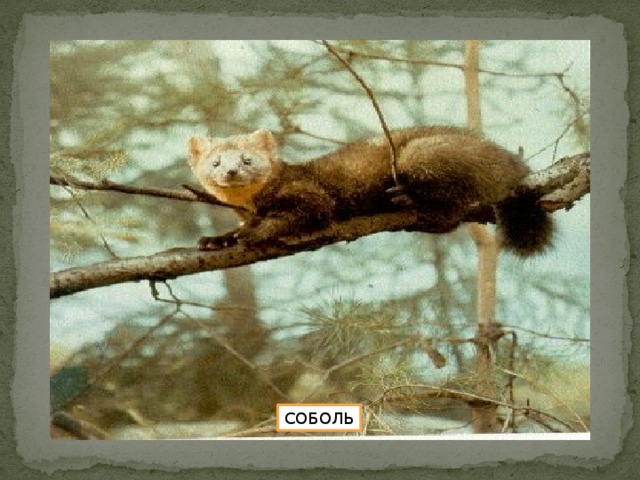 СОБОЛЬ