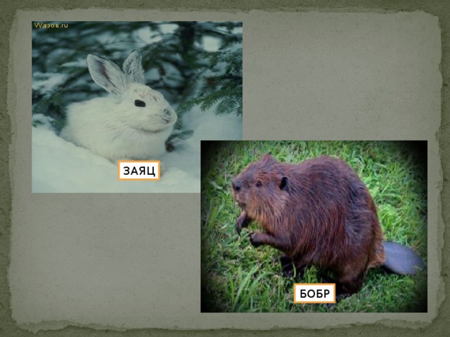 ЗАЯЦ БОБР