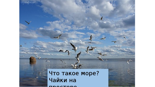 Что такое море? Чайки на просторе. 