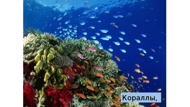 Кораллы, 