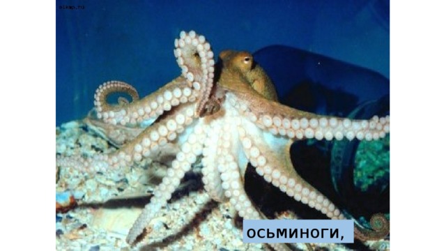 осьминоги, 