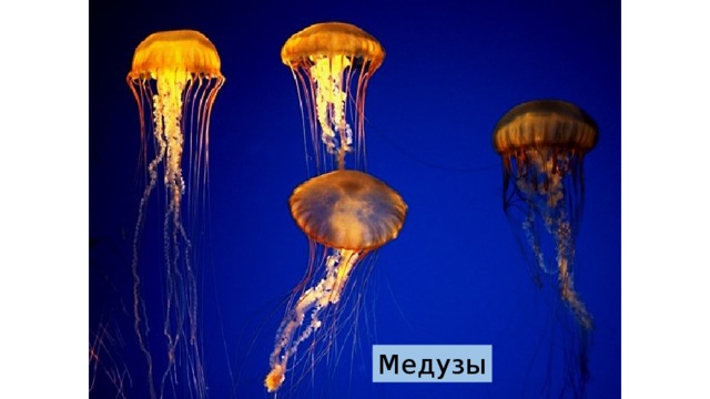 Медузы 
