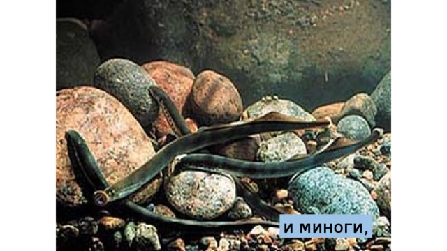 и миноги, 