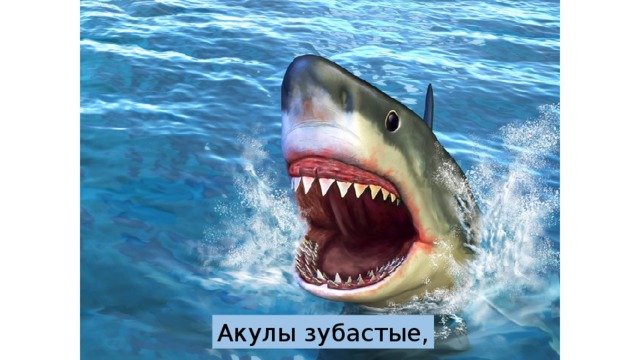 Акулы зубастые, 