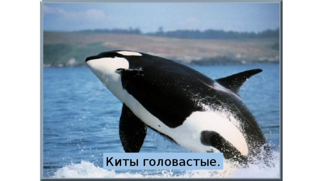 Киты головастые. 