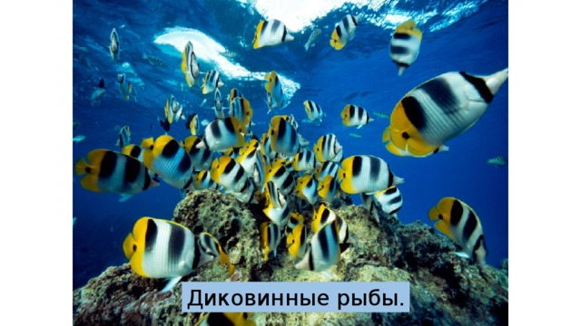 Диковинные рыбы. 