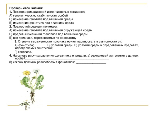 Проверь свои знания: 1. Под модификационной изменчивостью понимают: А) генотипическую стабильность особей Б) изменение генотипа под влиянием среды В) изменение фенотипа под влиянием среды 2. Под нормой реакции понимают: А) изменение генотипа под влиянием окружающей среды Б) пределы изменений фенотипа под влиянием среды В) все признаки, передаваемые по наследству  3 . Степень выраженности признака может варьировать в зависимости от:  А) фенотипа; Б) условий среды; В) условий среды в определенных пределах, определяемых генотипом;  Г) генотипа. 4. На основе рисунка растения одуванчика определи: а) одинаковый ли генотип у данных особей:_________________________________________________ б) каковы причины разнообразия фенотипов: __________________ 