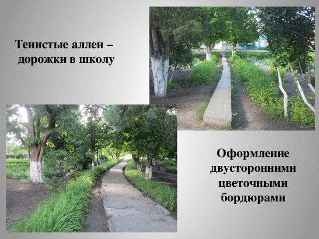 Тенистые аллеи –  дорожки в школу Оформление двусторонними цветочными бордюрами 