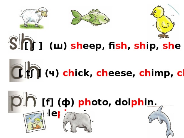 [ ʃ ] (ш) sh eep, fi sh , sh ip, sh e [ tʃ ] (ч) ch ick, ch eese, ch imp, ch ips [f] (ф) ph oto, dol ph in, ele ph ant