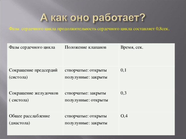 Фазы сердечного цикла продолжительность сердечного цикла составляет 0,8сек. Фазы сердечного цикла Положение клапанов Сокращение предсердий (систола) Время, сек. створчатые: открыты полулунные: закрыты Сокращение желудочков ( систола) створчатые: закрыты полулунные: открыты 0,1 Общее расслабление (диастола) 0,3 створчатые: открыты полулунные: закрыты О,4 