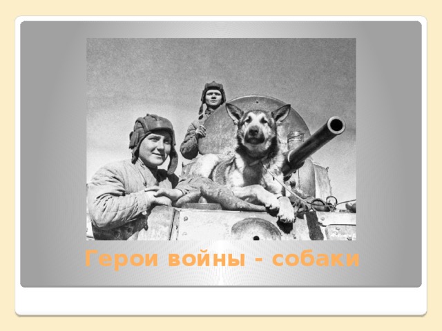 Герои войны - собаки 
