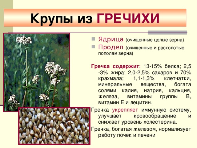 Крупы из ГРЕЧИХИ Ядрица  (очищенные целые зерна) Продел  (очищенные и расколотые пополам зерна) Гречка содержит : 13-15% белка; 2,5 -3% жира; 2,0-2,5% сахаров и 70% крахмала; 1,1-1,3% клетчатки, минеральные вещества, богата солями калия, натрия, кальция, железа, витамины группы В, витамин Е и лецитин. Гречка укрепляет иммунную систему, улучшает кровообращение и снижает уровень холестерина. Гречка, богатая железом, нормализует работу почек и печени 