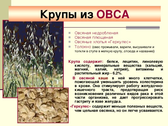 Крупы из ОВСА Овсяная недробленая Овсяная плющеная Овсяные хлопья «Геркулес» Толокно  (овес промывали, варили, высушивали и толкли в ступе в мелкую крупу, отсюда и название )    Крупа содержит: белки, лецитин, линолевую кислоту, минеральные вещества (кальций, магний, калий, натрий), витамины и растительный жир - 6.2%.  В овсяной каше в ней много клетчатки, помогающей уменьшить уровень холестерина в крови. Она стимулирует работу желудочно-кишечного тракта, предотвращая риск возникновения различных видов рака в этой части организма, не дает прогрессировать гастриту и язве желудка.  «Геркулес» содержит меньше полезных веществ, чем цельная овсянка, но он легче усваивается.    