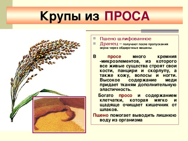 Крупы из  ПРОСА Пшено шлифованное Дранец –  получают после пропускания зерна через обдирочные машины . В просе много кремния -микроэлементов, из которого все живые существа строят свои кости, панцири и скорлупу, а также кожу, волосы и ногти. Высокое содержание меди придает тканям дополнительную эластичность.  Богато просо и содержанием клетчатки, которая мягко и щадяще очищает кишечник от шлаков. Пшено помогает выводить лишнюю воду из организма  