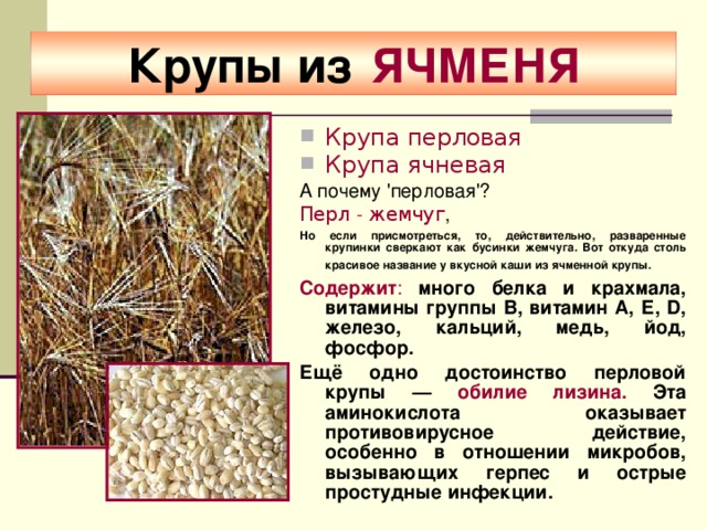 Крупы из  ЯЧМЕНЯ Крупа перловая Крупа ячневая А почему 'перловая'? Перл - жемчуг , Но если присмотреться, то, действительно, разваренные крупинки сверкают как бусинки жемчуга. Вот откуда столь красивое название у вкусной каши из ячменной крупы.  Содержит :  много белка и крахмала, витамины группы В, витамин А, Е, D, железо, кальций, медь, йод, фосфор. Ещё одно достоинство перловой крупы — обилие лизина. Эта аминокислота оказывает противовирусное действие, особенно в отношении микробов, вызывающих герпес и острые простудные инфекции. 