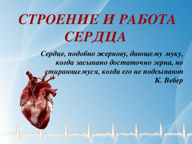 СТРОЕНИЕ И РАБОТА СЕРДЦА Сердце, подобно жернову, дающему муку, когда засыпано достаточно зерна, но стирающемуся, когда его не подсыпают К. Вебер 
