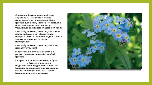 Однажды богиня цветов Флора спустилась на землю и стала одаривать цветы именами. Всем цветам дала имя, никого не обидела и хотела удалиться, но вдруг услышала за спиной слабый голосок: Вставка рисунка - Не забудь меня, Флора! Дай и мне какое-нибудь имя! Оглянулась Флора - никого не было видно. Снова захотела уйти, но голосок повторился: - Не забудь меня, Флора! Дай мне, пожалуйста, имя! И тут только Флора заметила в разнотравье маленький голубой цветок. - Хороша, - сказала богиня, - будь ___________. Вместе с именем я наделяю тебя чудесной силой - ты будешь возвращать память людям, которые начнут забывать своих близких или свою родину.