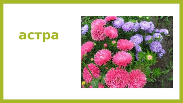 астра