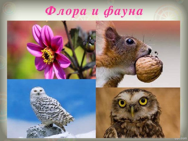 Флора и фауна 