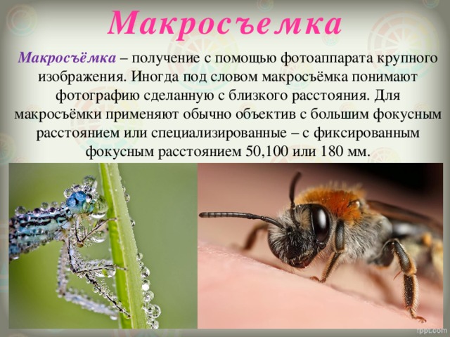 Макросъемка Макросъёмка – получение с помощью фотоаппарата крупного изображения. Иногда под словом макросъёмка понимают фотографию сделанную с близкого расстояния. Для макросъёмки применяют обычно объектив с большим фокусным расстоянием или специализированные – с фиксированным фокусным расстоянием 50,100 или 180 мм. 