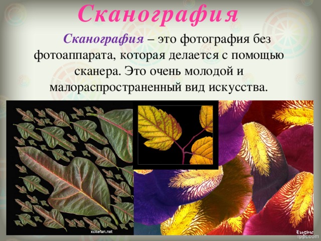  Сканография   Сканография – это фотография без фотоаппарата, которая делается с помощью сканера. Это очень молодой и малораспространенный вид искусства. 