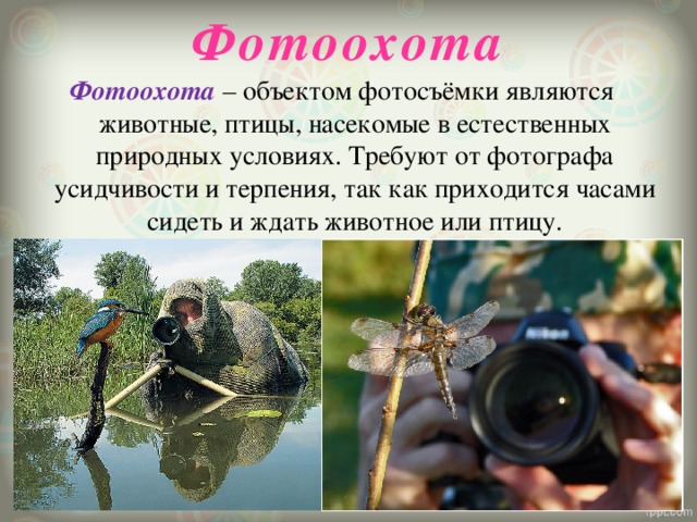 Фотоохота   Фотоохота – объектом фотосъёмки являются животные, птицы, насекомые в естественных природных условиях. Требуют от фотографа усидчивости и терпения, так как приходится часами сидеть и ждать животное или птицу.   