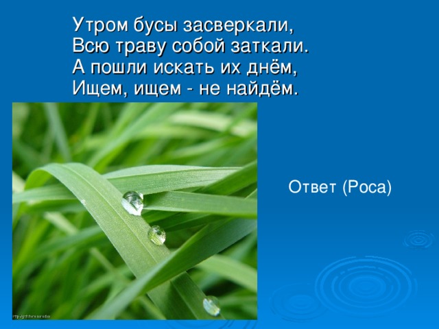 Утром бусы засверкали,  Всю траву собой заткали.  А пошли искать их днём,  Ищем, ищем - не найдём. Ответ (Роса) 