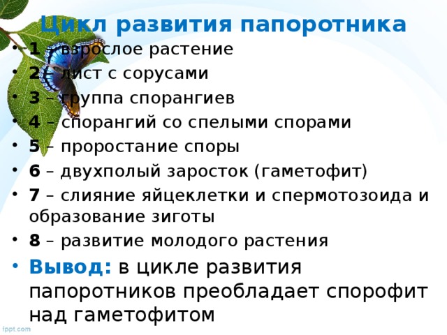 Цикл развития папоротника 1 – взрослое растение 2 – лист с сорусами 3 – группа спорангиев 4 – спорангий со спелыми спорами 5 – проростание споры 6 – двухполый заросток (гаметофит) 7 – слияние яйцеклетки и спермотозоида и образование зиготы 8 – развитие молодого растения Вывод: в цикле развития папоротников преобладает спорофит над гаметофитом 