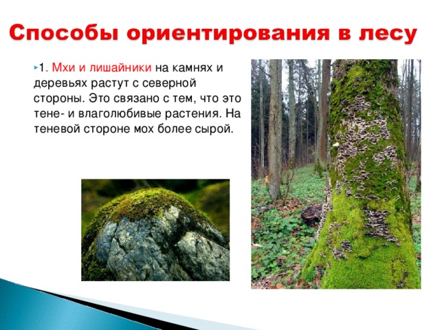 1 . Мхи и лишайники на камнях и деревьях растут с северной стороны. Это связано с тем, что это тене- и влаголюбивые растения. На теневой стороне мох более сырой. 