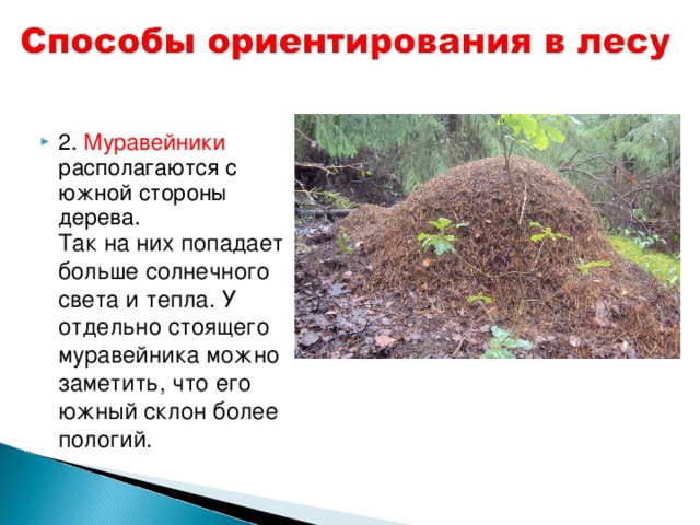 2. Муравейники располагаются с южной стороны дерева.  Так на них попадает больше солнечного света и тепла. У отдельно стоящего муравейника можно заметить, что его южный склон более пологий. 