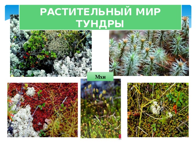 РАСТИТЕЛЬНЫЙ МИР ТУНДРЫ Мхи 