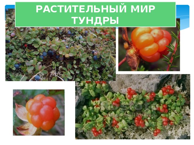 РАСТИТЕЛЬНЫЙ МИР ТУНДРЫ 