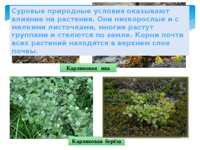 Суровые природные условия оказывают влияние на растения. Они низкорослые и с мелкими листочками, многие растут группами и стелются по земле. Корни почти всех растений находятся в верхнем слое почвы . Карликовая ива Карликовая берёза 