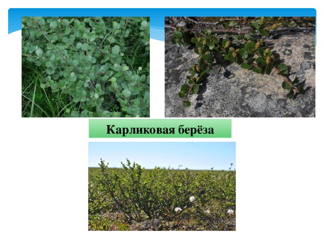 Карликовая берёза 