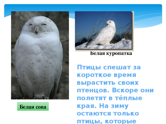 Белая куропатка Птицы спешат за короткое время вырастить своих птенцов. Вскоре они полетят в тёплые края. На зиму остаются только птицы, которые могут в мороз найти пищу. Белая сова 