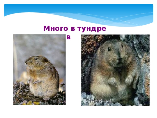  Много в тундре леммингов . 
