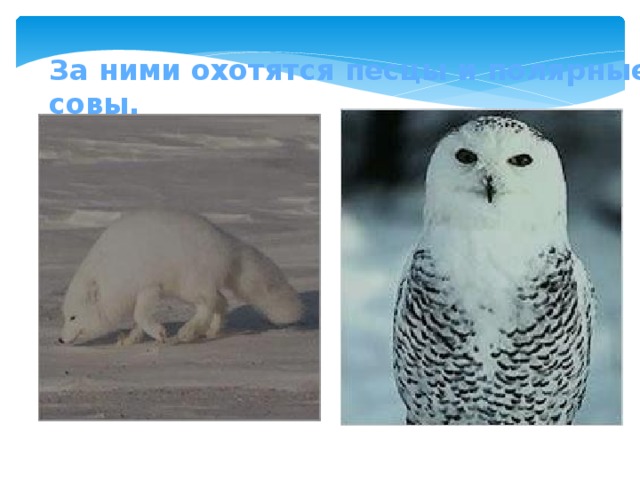 За ними охотятся песцы и полярные совы. 