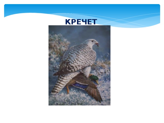 КРЕЧЕТ  