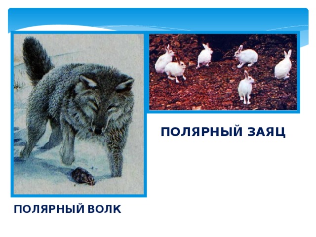 ПОЛЯРНЫЙ ЗАЯЦ ПОЛЯРНЫЙ  ВОЛК 