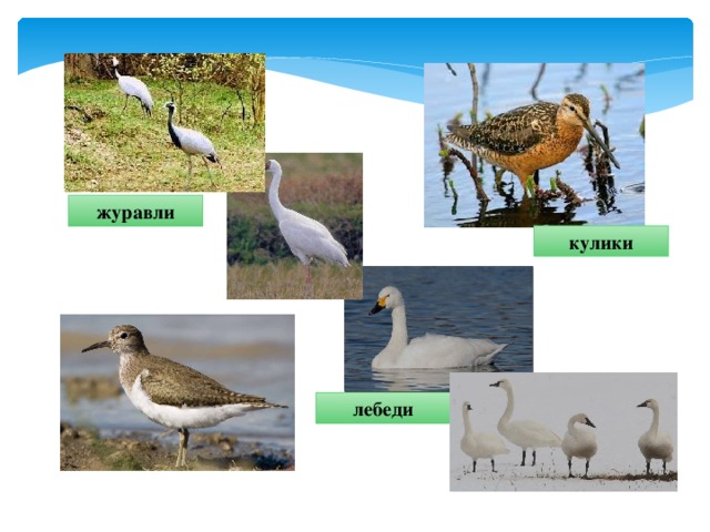 журавли кулики лебеди 