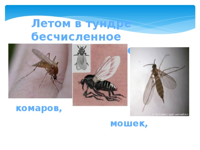 комаров, Летом в тундре бесчисленное множество насекомых:  мошек, 