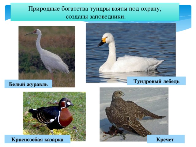 Природные богатства тундры взяты под охрану,  созданы заповедники. Тундровый лебедь Белый журавль Краснозобая казарка Кречет 