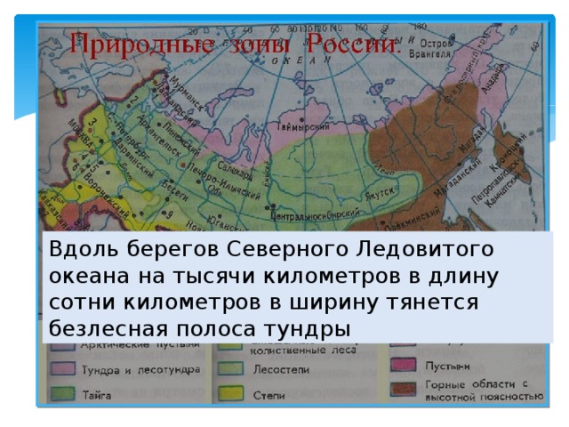 Вдоль берегов Северного Ледовитого океана на тысячи километров в длину сотни километров в ширину тянется безлесная полоса тундры 
