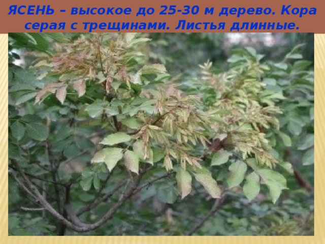ЯСЕНЬ – высокое до 25-30 м дерево. Кора серая с трещинами. Листья длинные. 