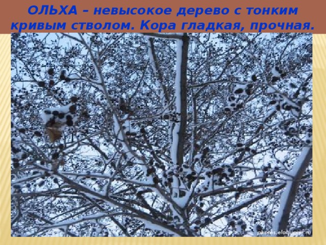 ОЛЬХА – невысокое дерево с тонким кривым стволом. Кора гладкая, прочная. 