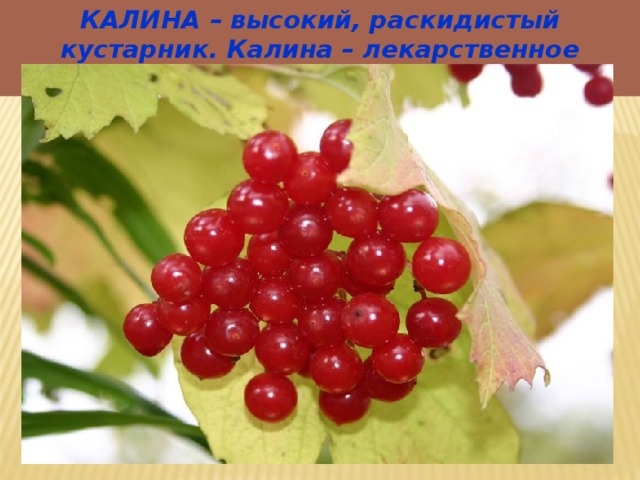 КАЛИНА – высокий, раскидистый кустарник. Калина – лекарственное растение. 