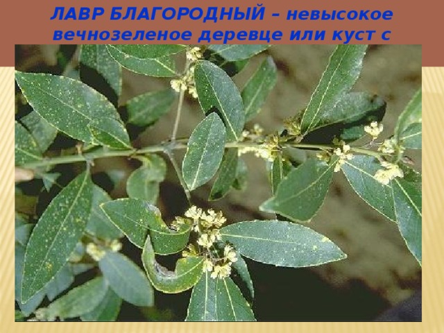 ЛАВР БЛАГОРОДНЫЙ – невысокое вечнозеленое деревце или куст с блестящими листьями. 
