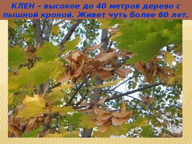 КЛЕН – высокое до 40 метров дерево с пышной кроной. Живет чуть более 60 лет.  