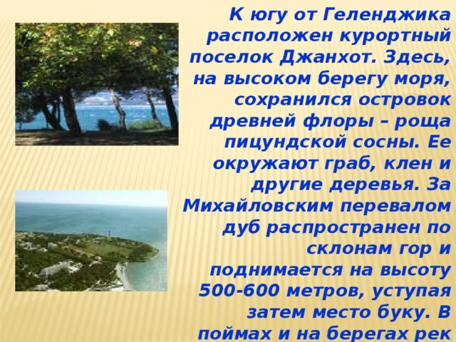 К югу от Геленджика расположен курортный поселок Джанхот. Здесь, на высоком берегу моря, сохранился островок древней флоры – роща пицундской сосны. Ее окружают граб, клен и другие деревья. За Михайловским перевалом дуб распространен по склонам гор и поднимается на высоту 500-600 метров, уступая затем место буку. В поймах и на берегах рек произрастают ольха, калина, бузина, кизил, груша.  